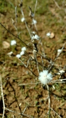 Centaurea solstitialis
