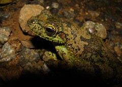 Itapotihyla langsdorffii