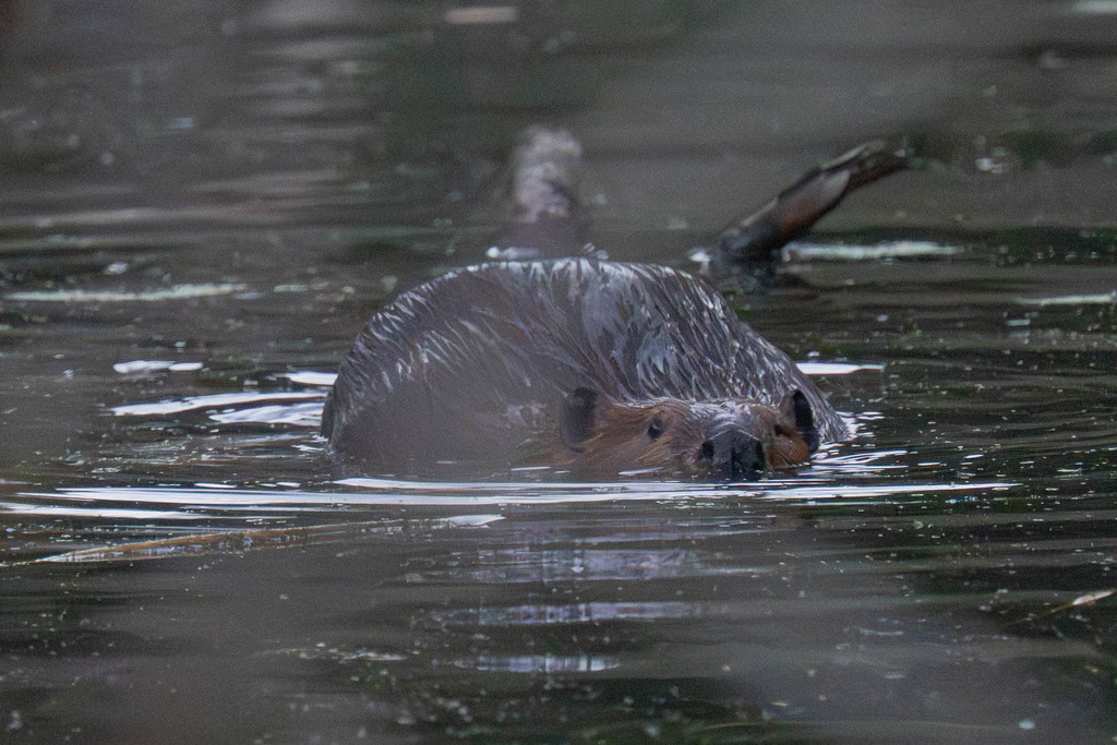 American Beaver from 16725 30th Ave NE, Lake Forest Park, WA 98155, USA ...