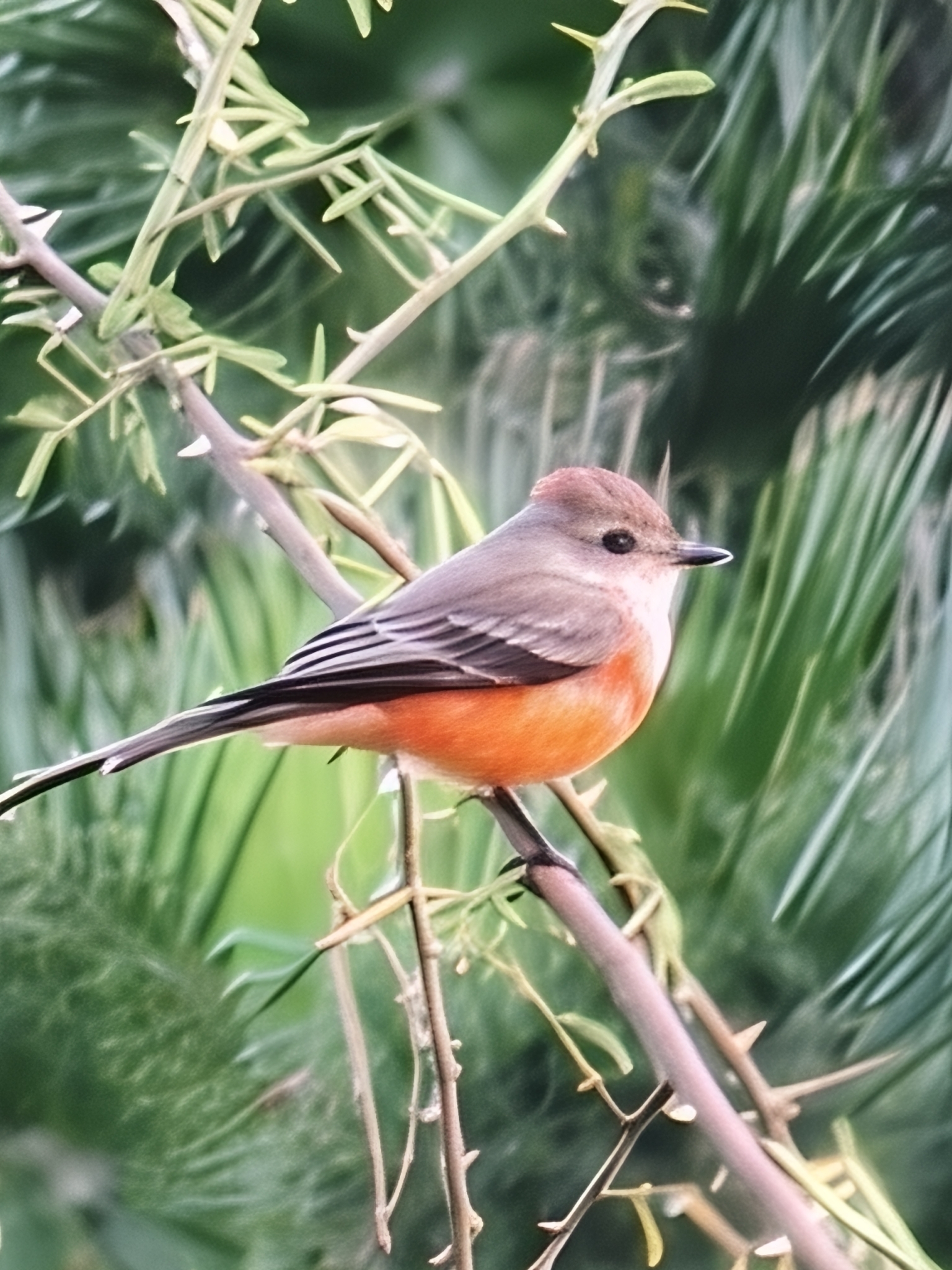 Vermilion Flycatcher (Pyrocephalus rubinus), photo 2