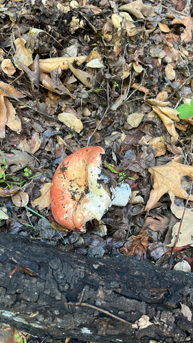 iNaturalist observation photo of Winter Russula