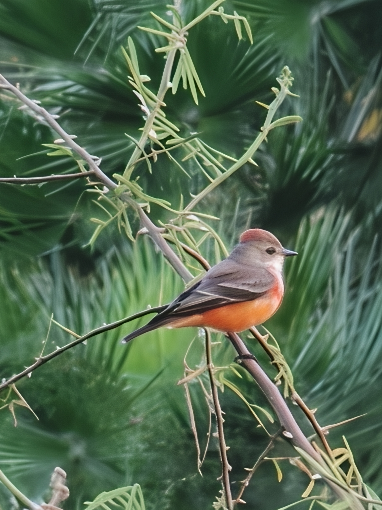 Vermilion Flycatcher (Pyrocephalus rubinus), photo 1