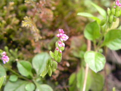 Polygala tatarinowii