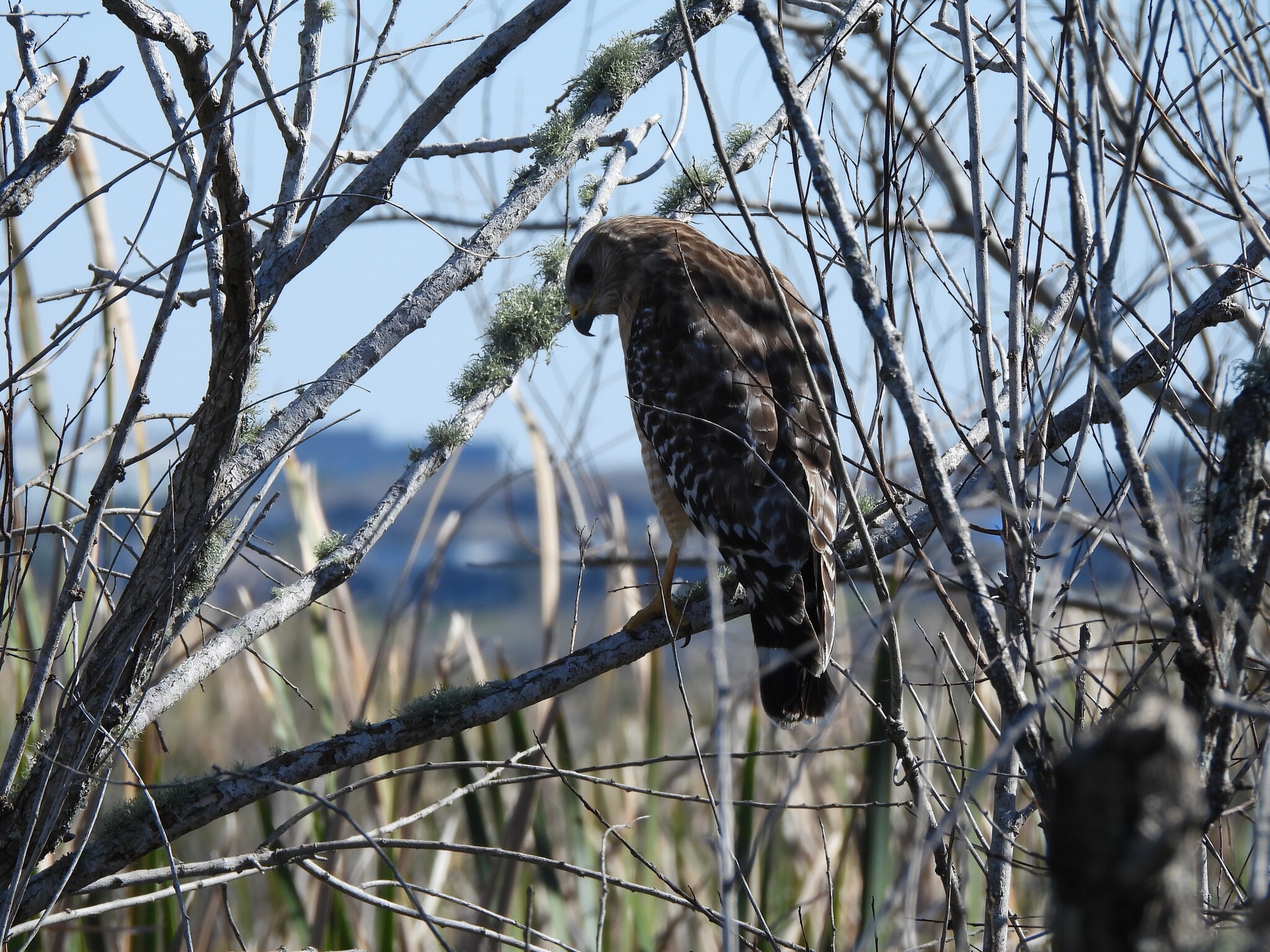 Buteo lineatus (Gmelin, 1788)