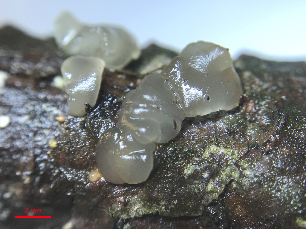 Dacrymyces cokeri