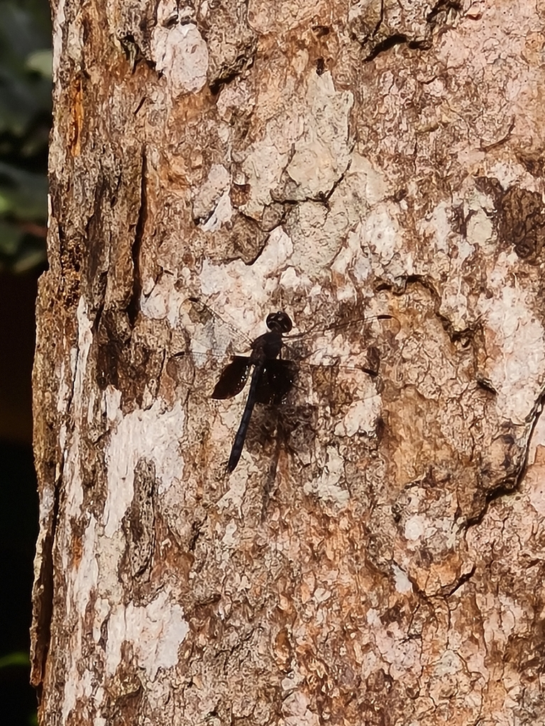 Treehugger (Tyriobapta torrida)