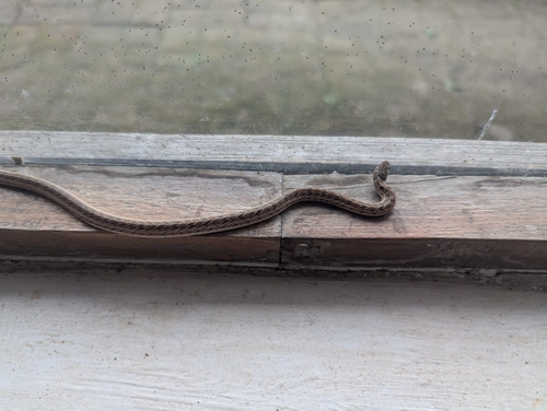 Streaked Kukri Snake