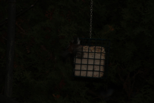 Chestnut-backed Chickadee (Poecile rufescens), photo 4