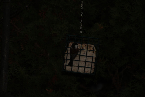 Chestnut-backed Chickadee (Poecile rufescens), photo 5