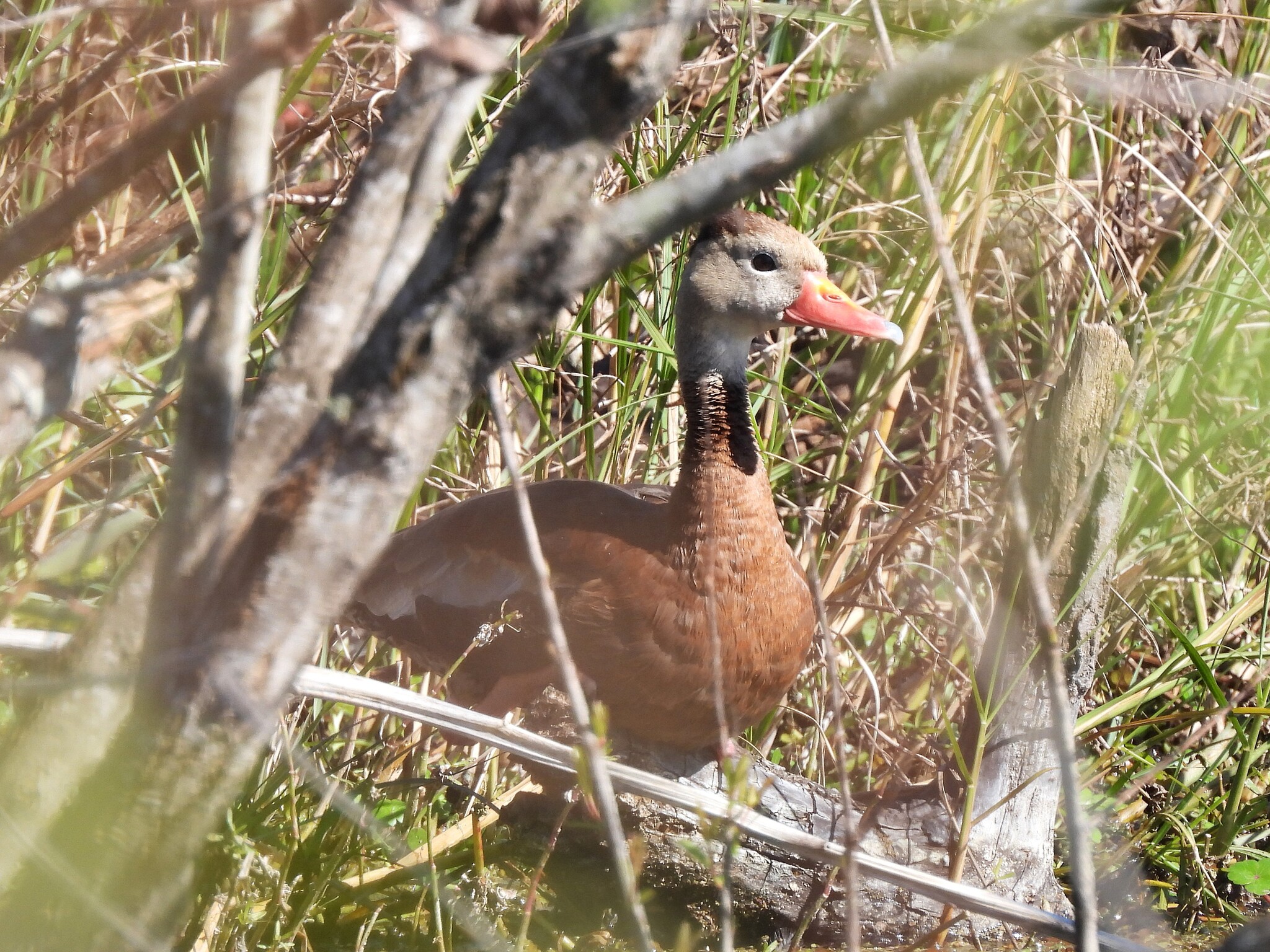 Black-bellied Whistling Duck (Dendrocygna autumnalis), photo 9