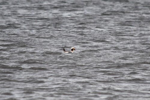 Long-tailed Duck (Clangula hyemalis), photo 6