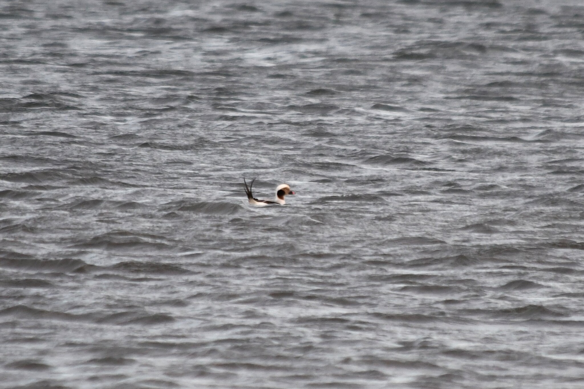 Long-tailed Duck (Clangula hyemalis), photo 6