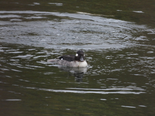 Bufflehead