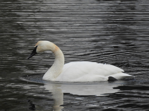Trumpeter Swan