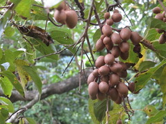 Actinidia rufa