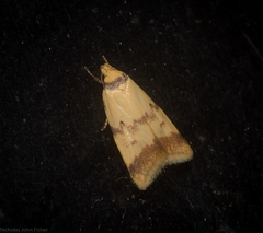 Heteroteucha anthodora