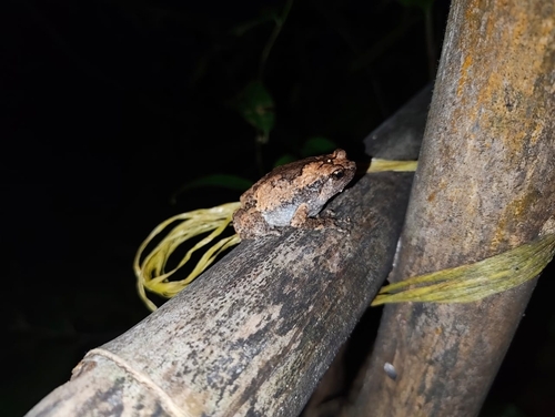 Andaman Bullfrog, Kaloula ghoshi