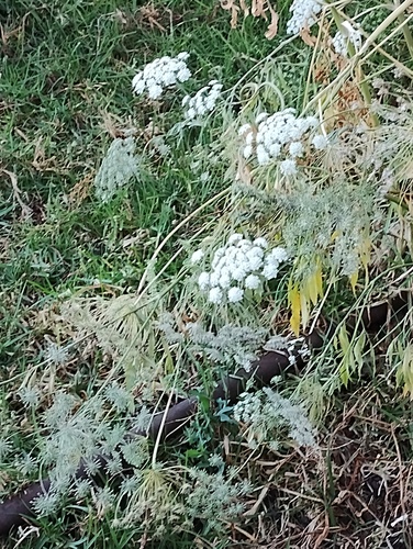Foto de Bisnaguinha-do-campo