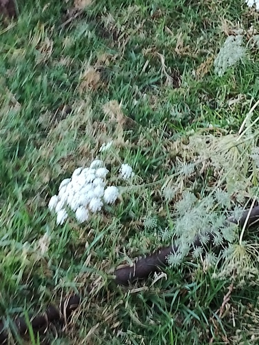 Foto de Bisnaguinha-do-campo