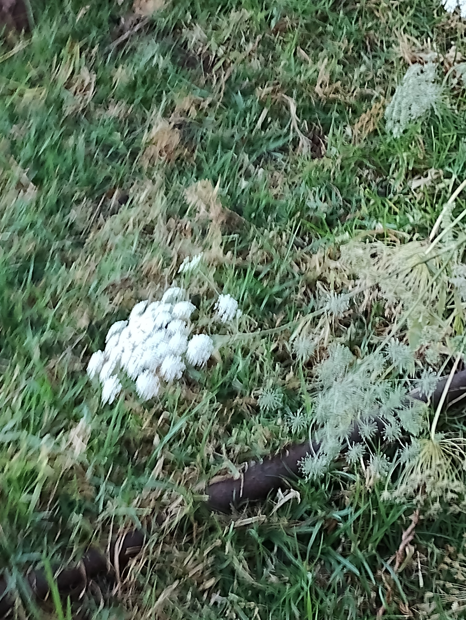 Imagem de Bisnaguinha-do-campo