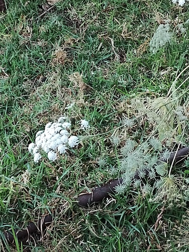 Foto de Bisnaguinha-do-campo
