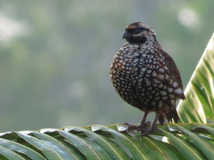 Colinus nigrogularis