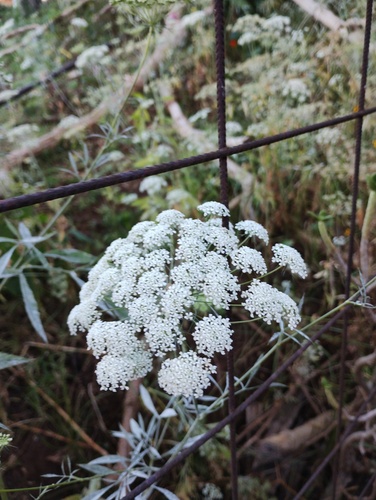 Foto de Bisnaguinha-do-campo