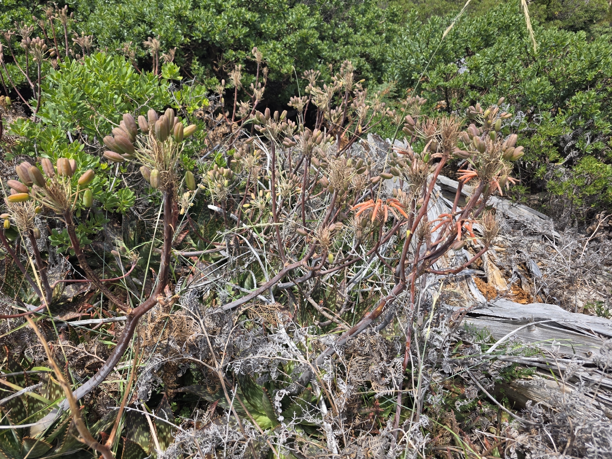 Aloe atigrado