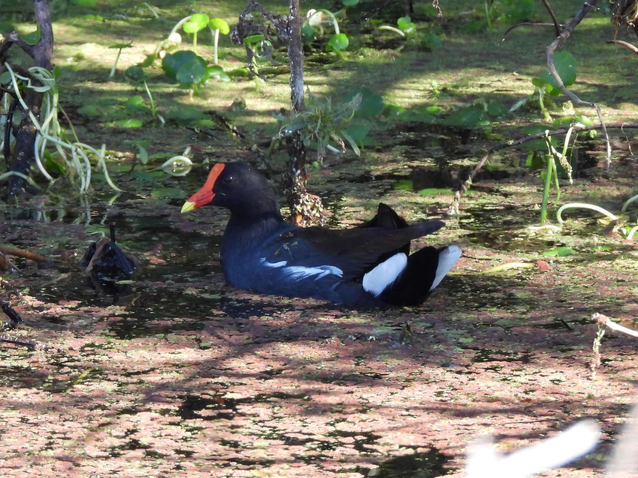 Common Moorhen (Gallinula chloropus), photo 7