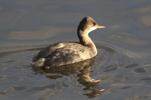 Black-necked Grebe (Podiceps nigricollis), photo 5