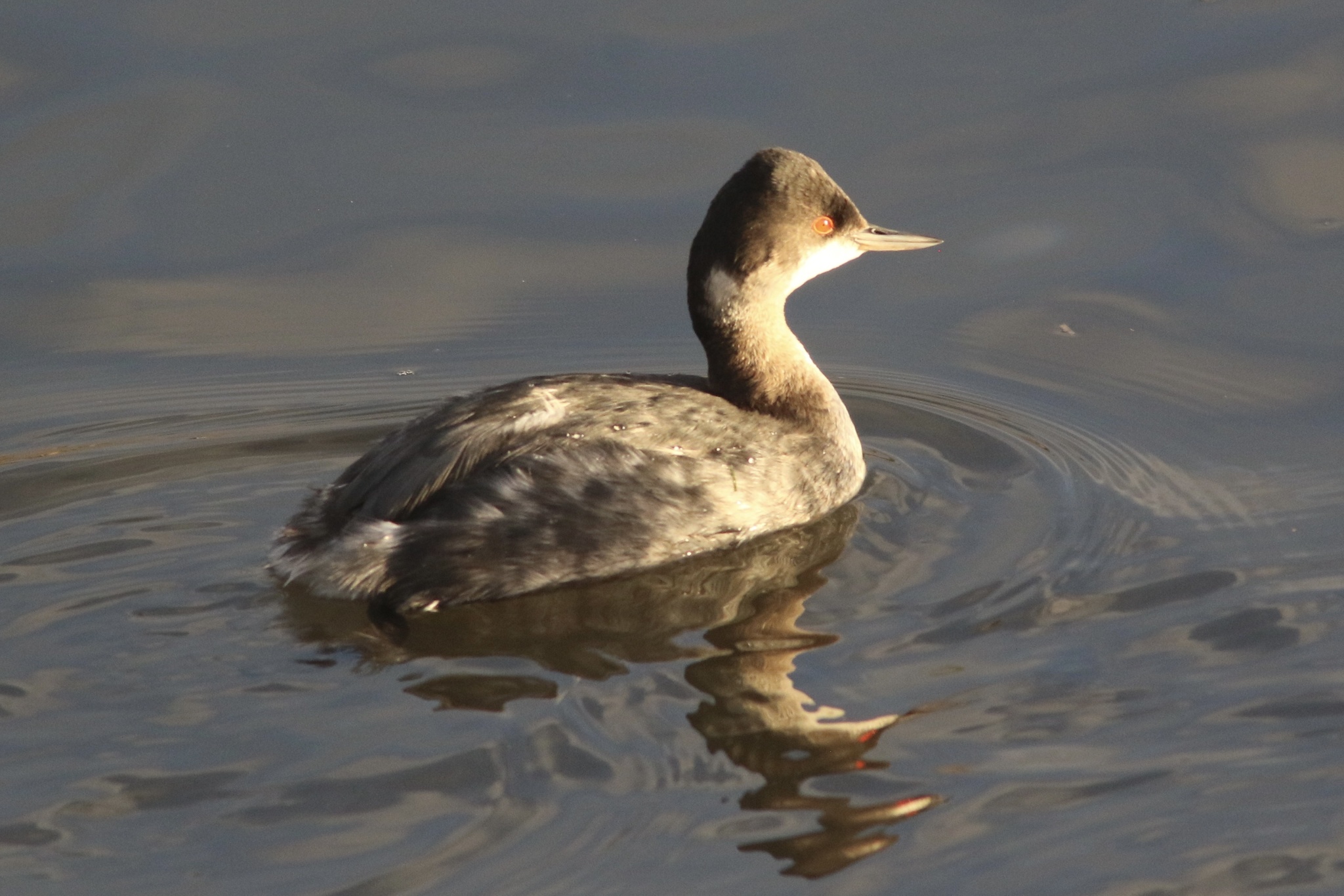 Black-necked Grebe (Podiceps nigricollis), photo 5