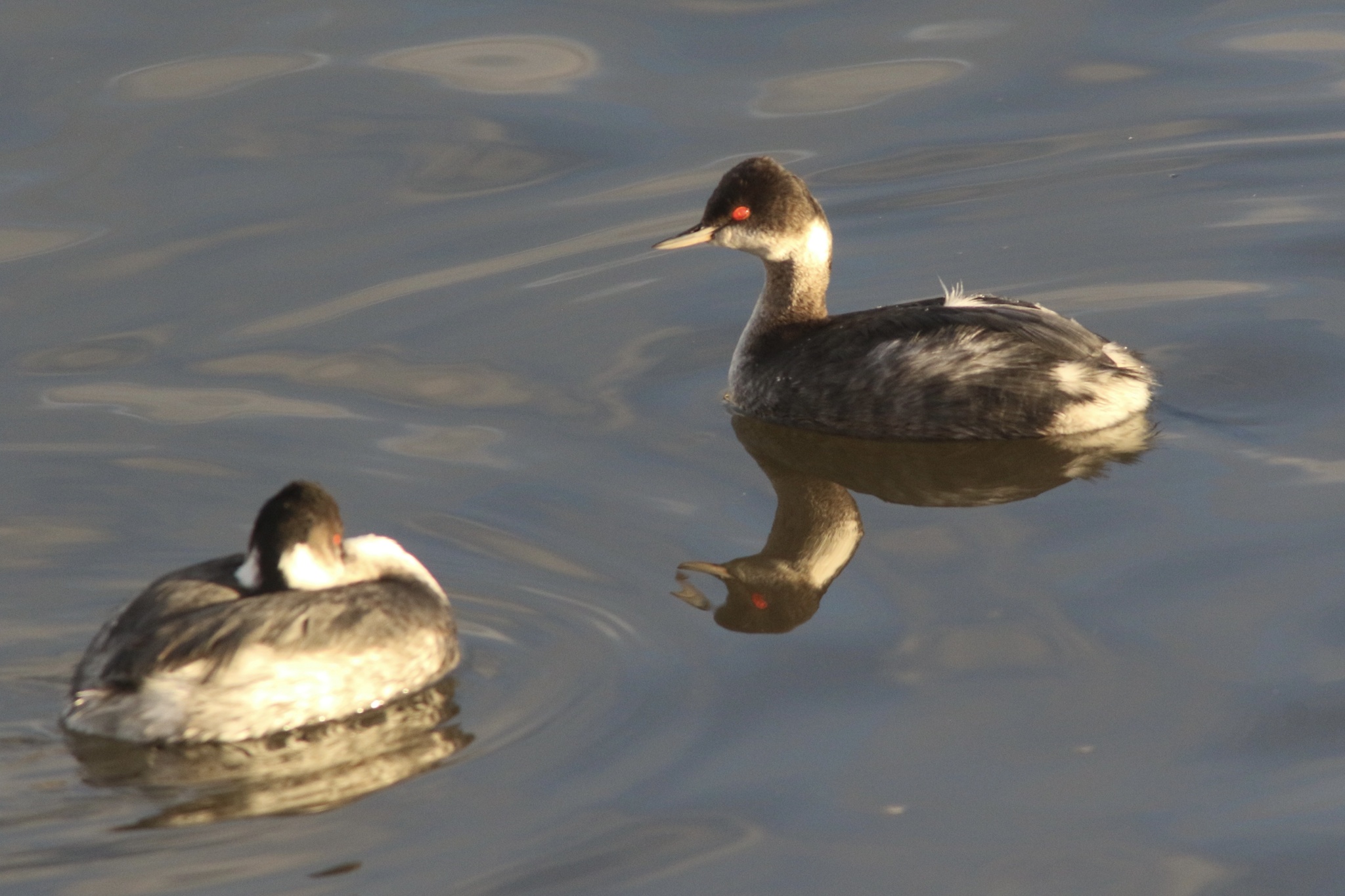 Black-necked Grebe (Podiceps nigricollis), photo 6
