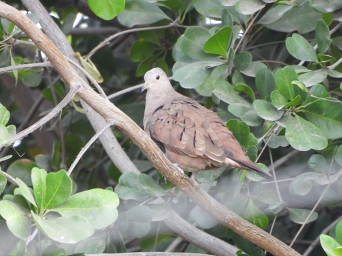 Ruddy Ground Dove (Columbina talpacoti), photo 5