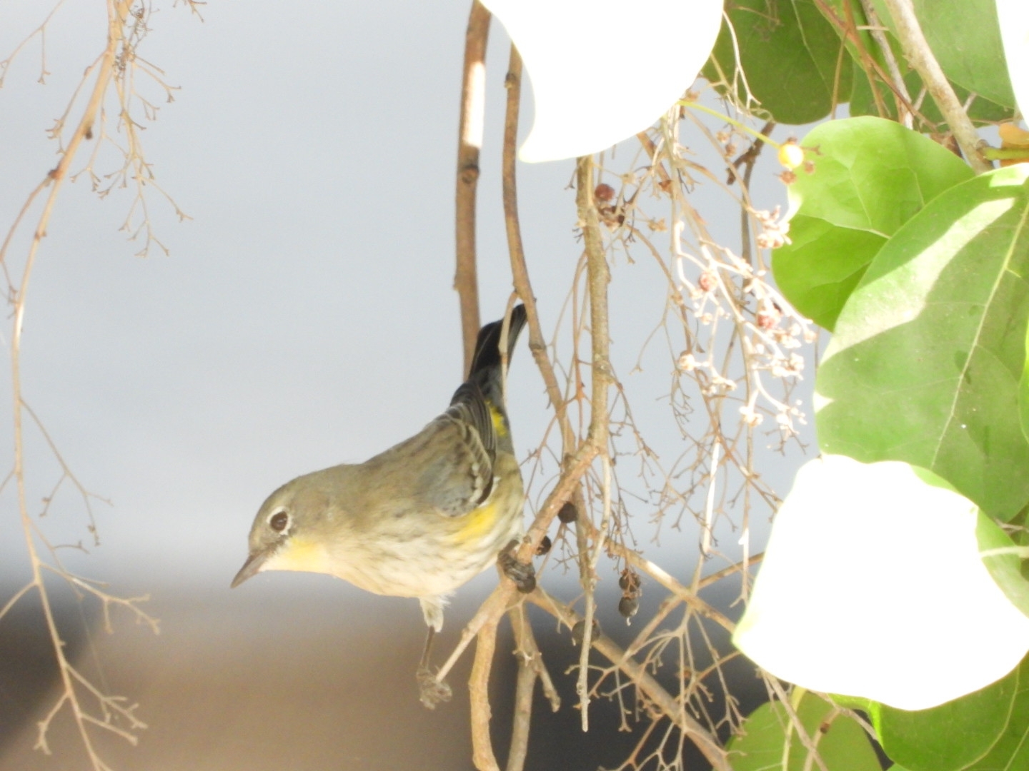Yellow-rumped Warbler (Setophaga coronata), photo 5