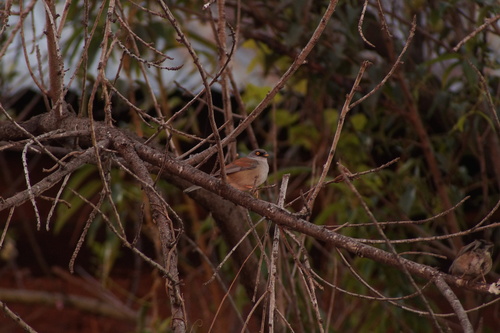 Yellow-eyed Junco (Junco phaeonotus)