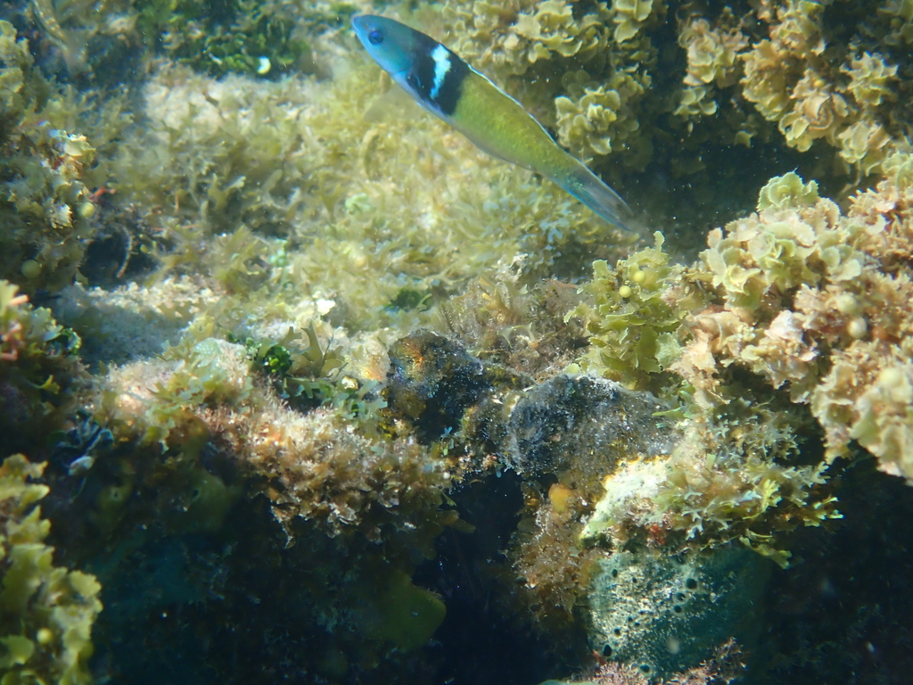 Bluehead wrasse (Thalassoma bifasciatum) — Labridae