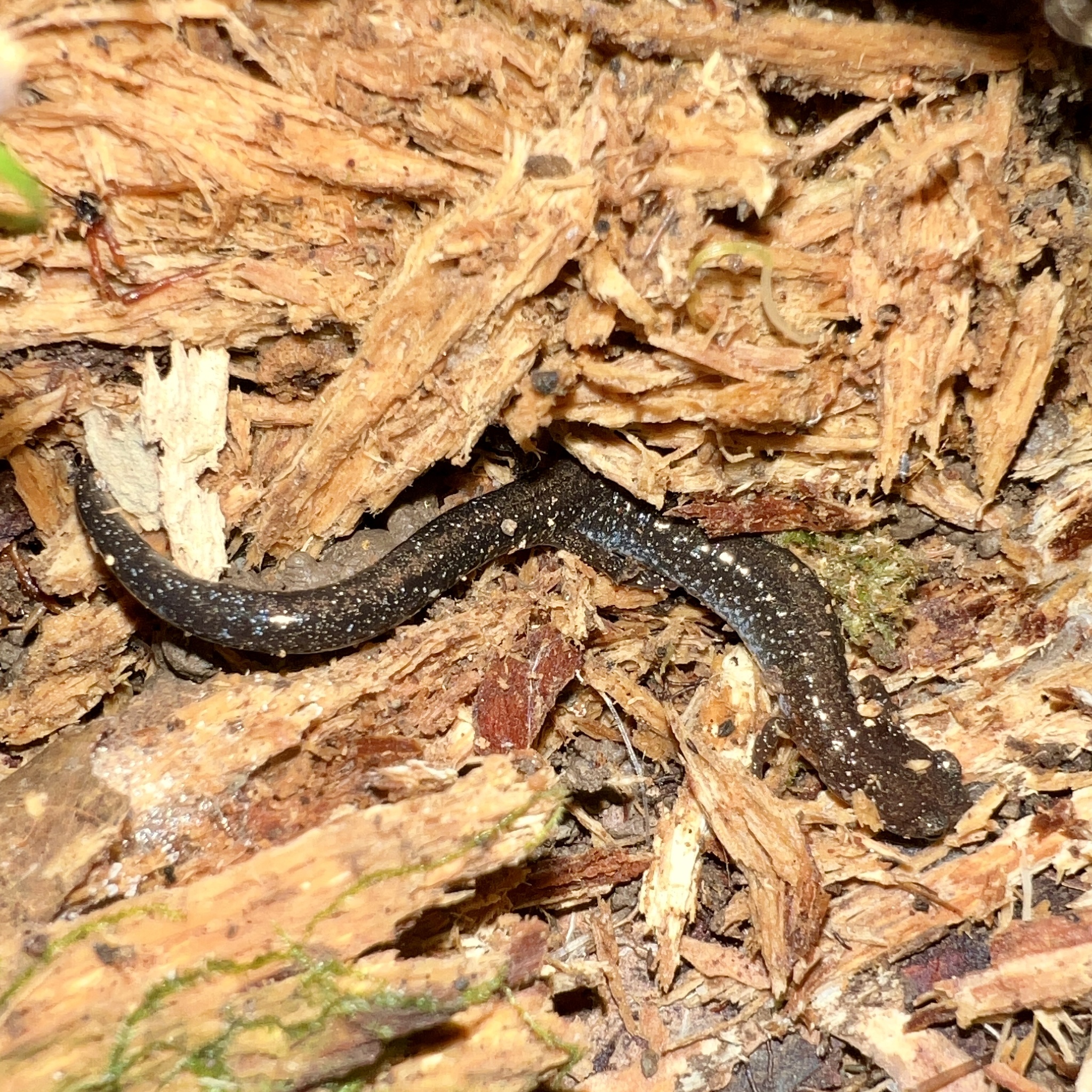 Plethodon serratus Grobman, 1944