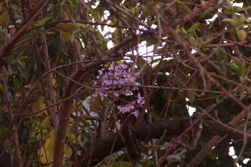 Artorima erubescens, photograph 4
