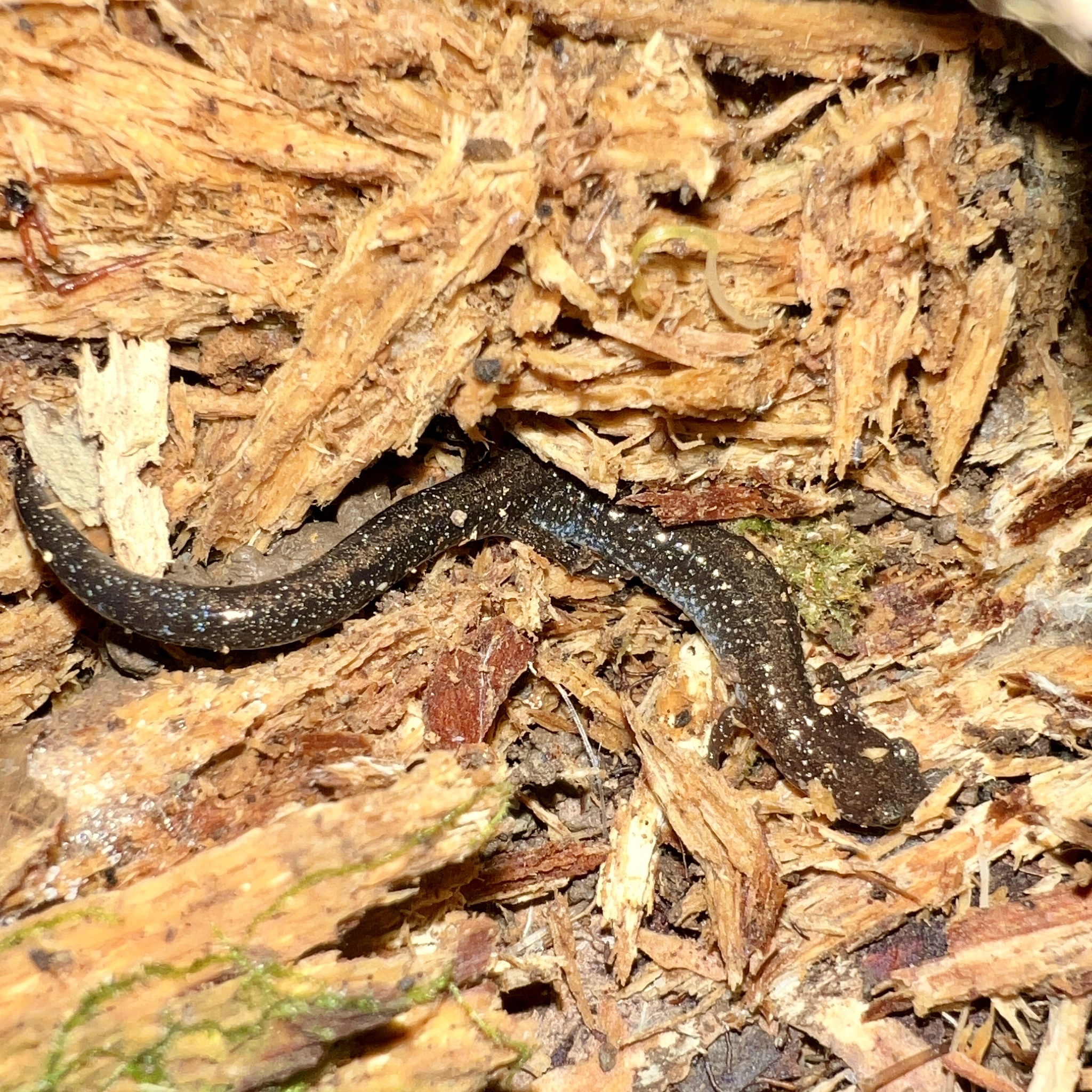 Plethodon serratus Grobman, 1944