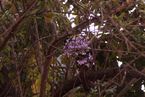 Artorima erubescens, photograph 3