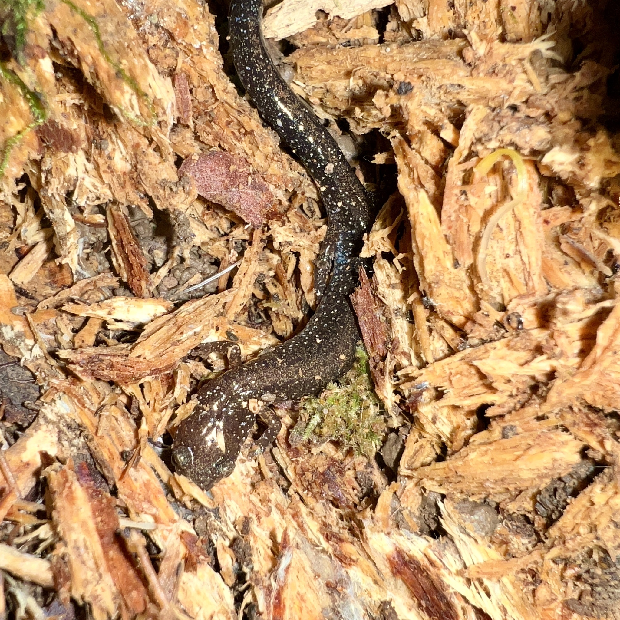Plethodon serratus Grobman, 1944
