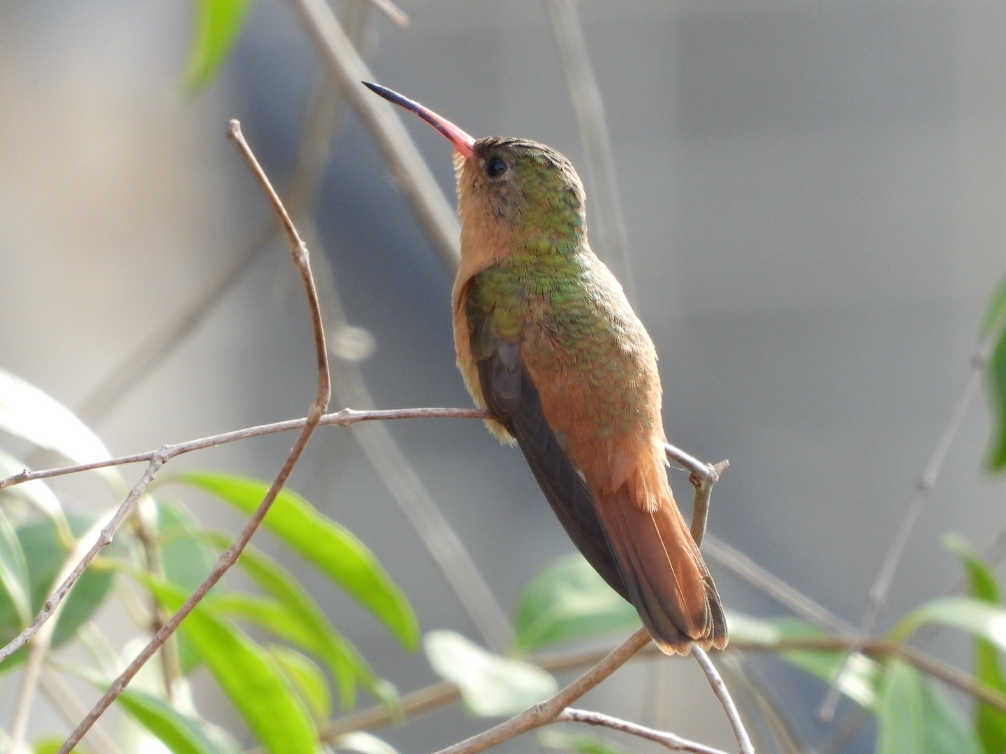 Cinnamon Hummingbird (Amazilia rutila), photo 1