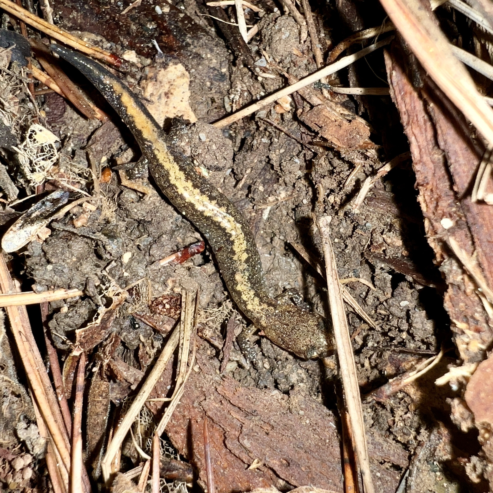 Plethodon serratus Grobman, 1944