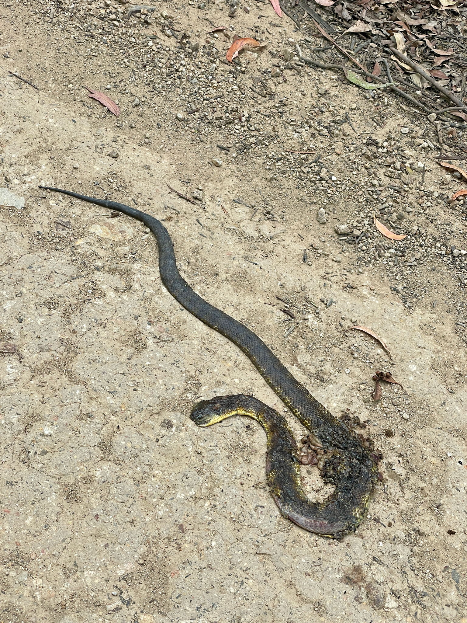 Notechis scutatus (Peters, 1861)