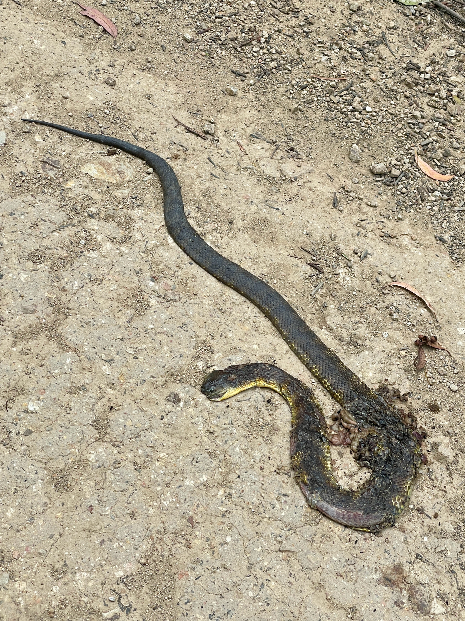 Notechis scutatus (Peters, 1861)