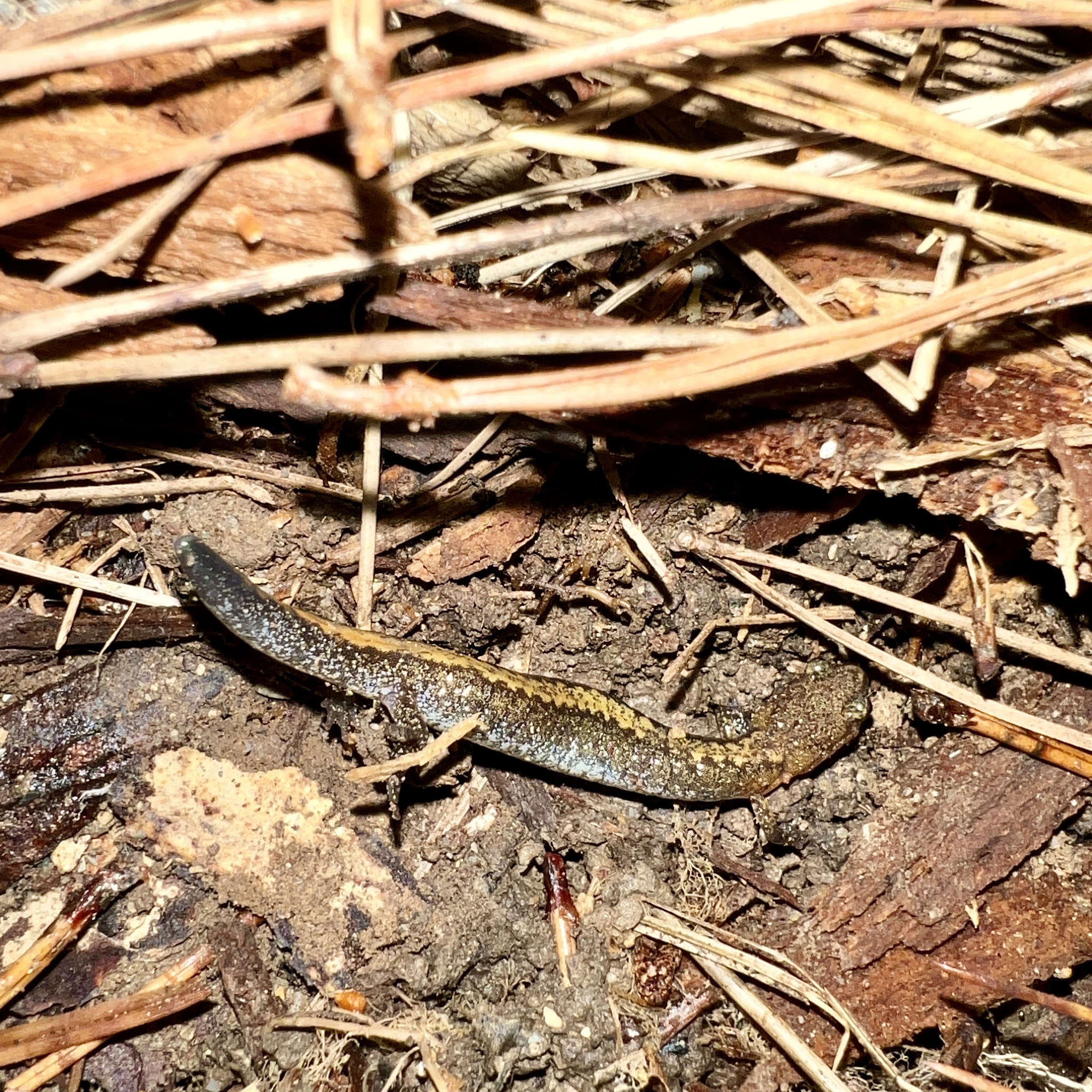 Plethodon serratus Grobman, 1944