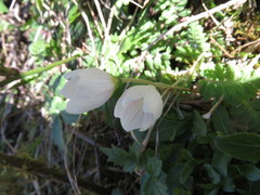 Oxalis griffithii