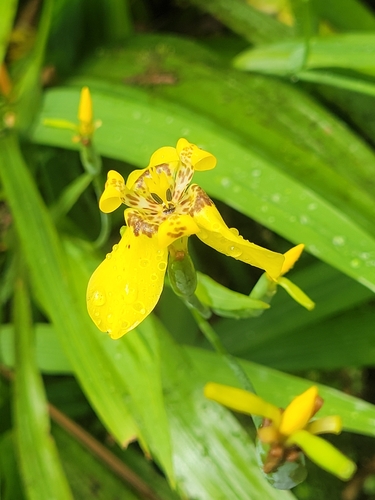Trimezia steyermarkii