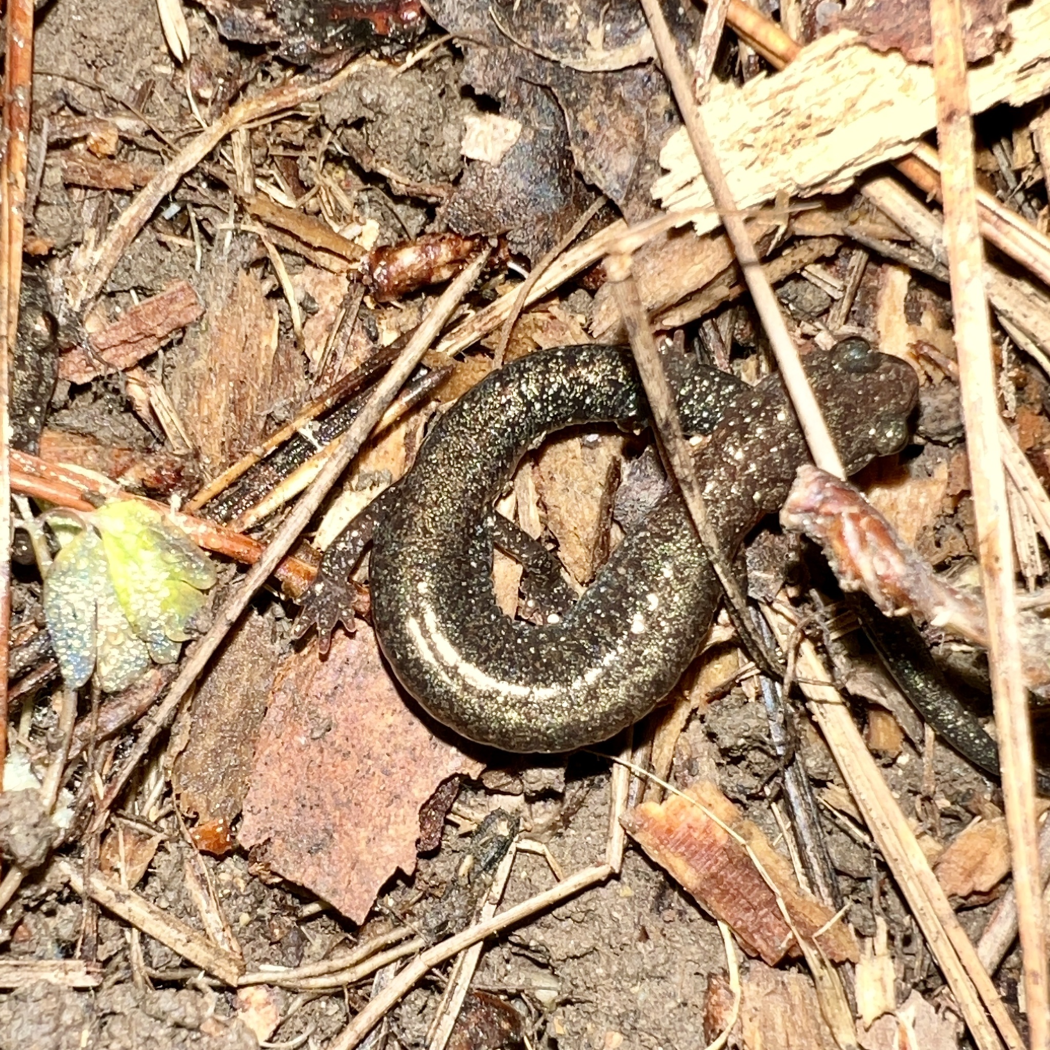 Plethodon serratus Grobman, 1944