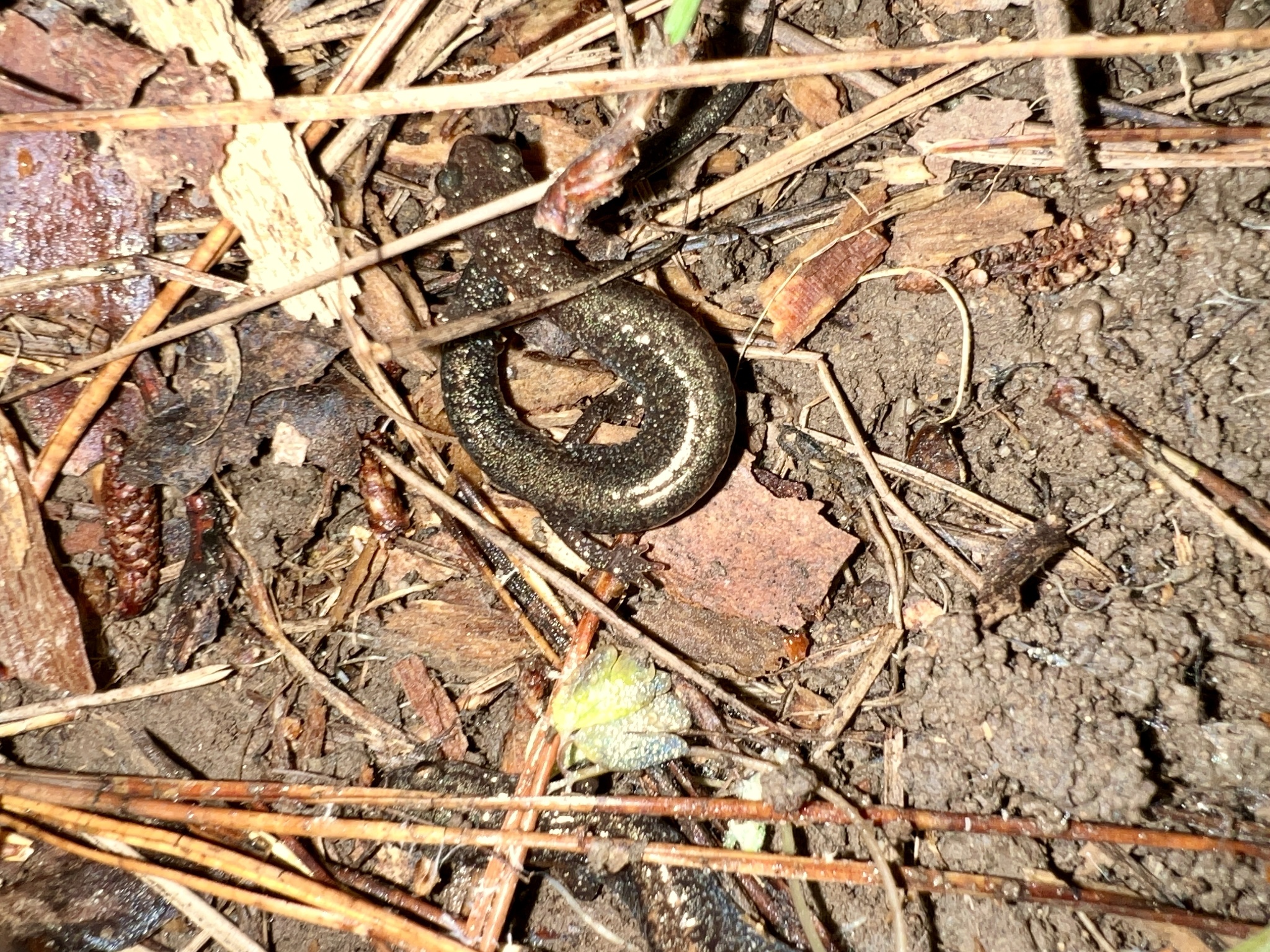 Plethodon serratus Grobman, 1944
